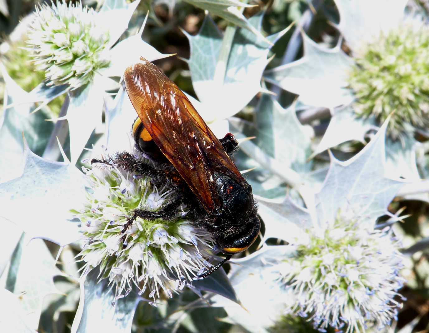 Sardegna, vespa impressionante: Megascolia maculata